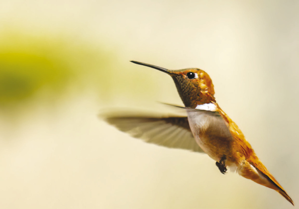 Rufous Hummingbird