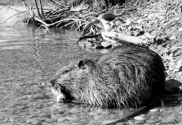 No turkey this Thanksgiving? Try nutria
