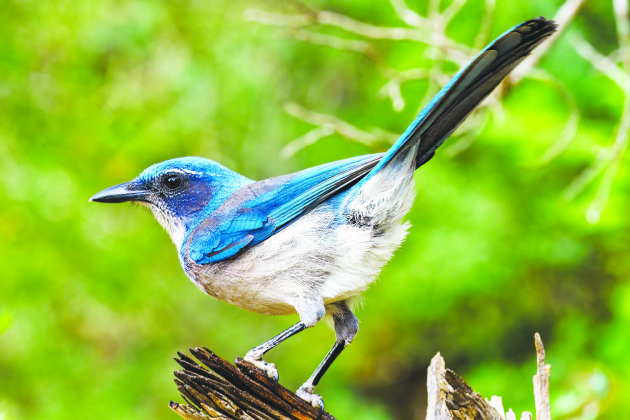 Some South Llano State Park birds found in Wilco