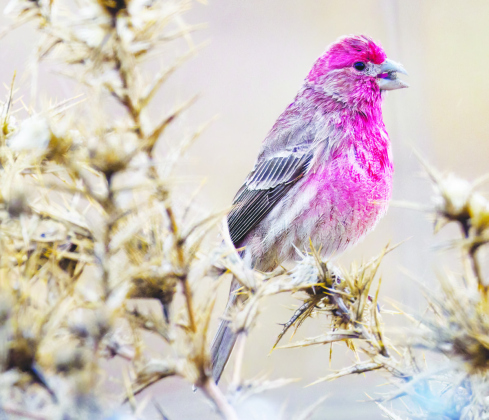 Some South Llano State Park birds found in Wilco