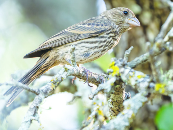 House Finch (Male left, Female above)