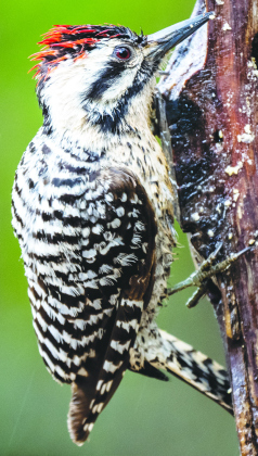 Some South Llano State Park birds found in Wilco
