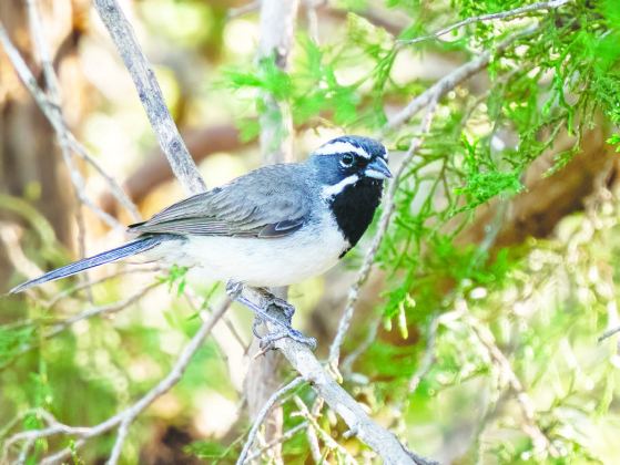 Black-throated Sparrow