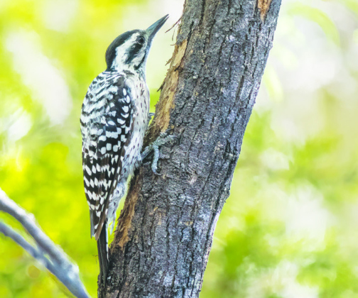Ladder-backed Woodpecker (Male at far left, Female at left)