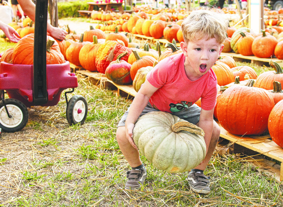 Finnegan Williams, 3, had fun Thursday lifting some of the heavier pumpkins as he and other volunteers helped unload 2,650 pumpkins at Georgetown First United Methodist Church. Another 1,400 pumpkins are being trucked to the church later in the month. ANDY SHARP