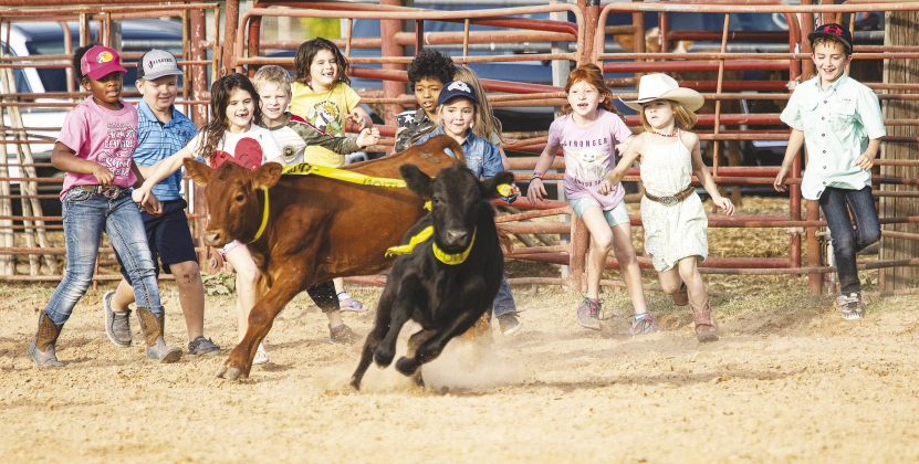 Above, Kids chase after calves to retrieve the ribbons around their necks during the calf scramble at the 29th Annual Clayman Rodeo at Windsong Farm in Georgetown Saturday.