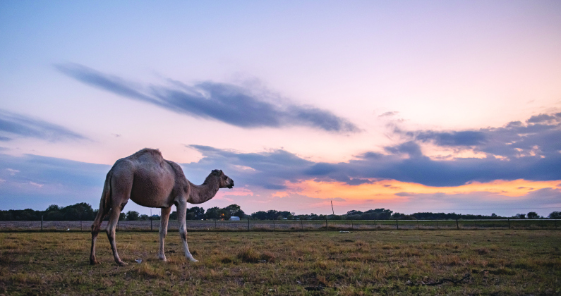 Milo, a 4-year-old camel and a member of Wild Things Zoofari, looks relaxed watching the sun set on his pasture Wednesday, November 2, off of Texas 95 in east Williamson County, north of Coupland.