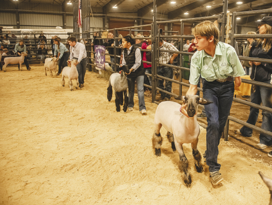 Calyn Brazzil, 14, of Salado, front right, shows his lamb, Beast, during the Chisholm Trail Show Down at the Williamson County Expo Center October 29. The Chisholm Trail Show Down is a show for lambs and goats held in conjunction with the Williamson County Fair and Rodeo. Entrants from all over Texas were participants.