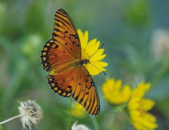 Afternoon in the Butterfly Garden