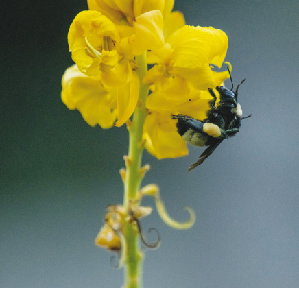Above, A butterfly stays busy on a flower. Right, A bumblebee hard at work.