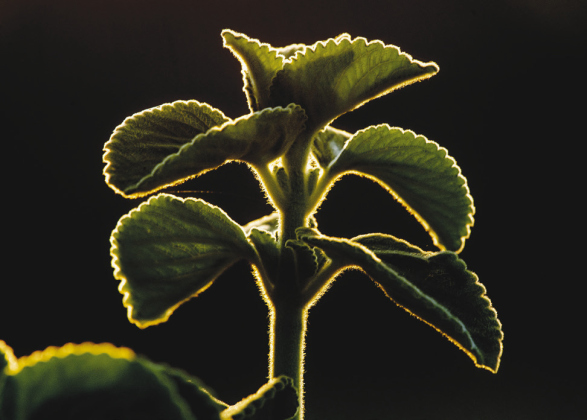 A Plectranthus, a perennial from Queensland, Australia, is outlined by afternoon sunlight at the Sunken Garden in San Gabriel Park Wednesday.