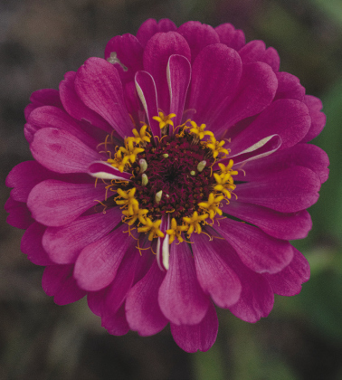 A flower thrives in the garden.