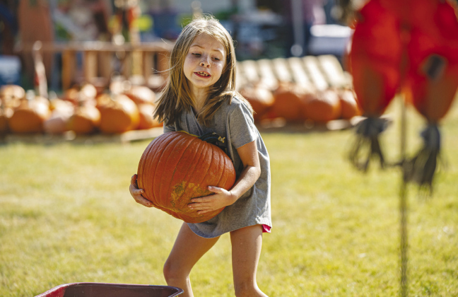Payton Gamble, 7, working hard to place a big pumpkin, was one of the volunteers helping unload over 2,000 pumpkins at Taylor’s First United Methodist Church October 8. ANDY SHARP