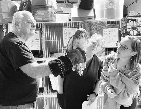 All Things Wild Rehabilitation Education Coordinator Roger Rucker, left, holds Hector, a red-tailed hawk. April Walston, director of operations, and Kaela Jones, director of animal care, examine the injured bird.