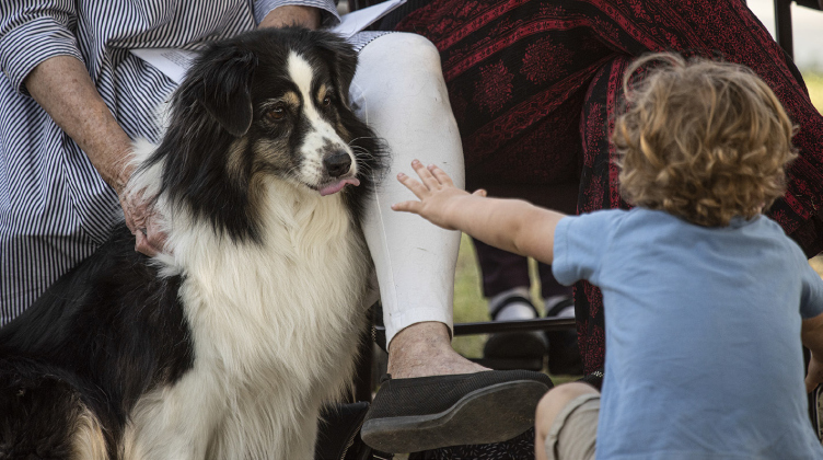 Ida, an Australian Shepherd owned by Grace Episcopal Church rector The Reverend Bertie Pearson and his family, gets attention from Rev. Pearson’s son Augie, 2.