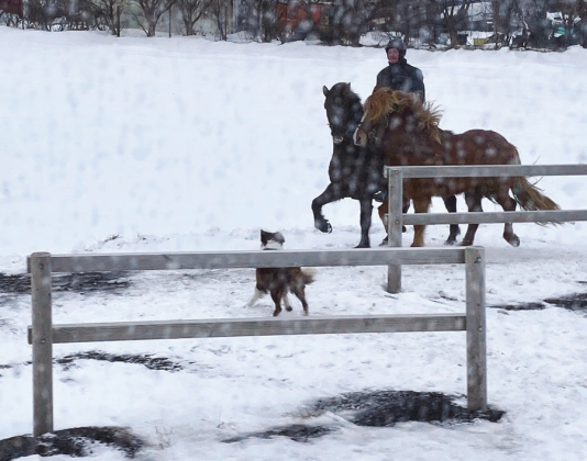 Iceland’s “Snow Day Pals” by Ellen Greeney is on display at the Jester Annex until January 10. PHOTO BY ELLEN GREENEY