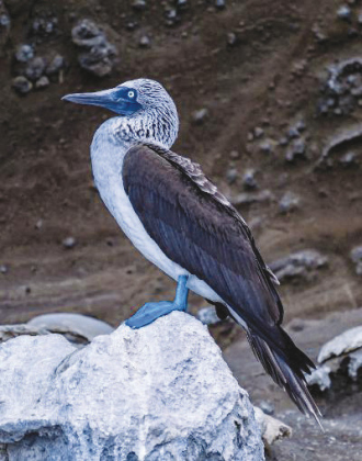 Dee Darius Sams found this stunning Blue-Footed Booby in the Galapagos Islands. This photo is part of the “Nature’s Box of Crayons” exhibit on display at the Georgetown Public Library from November 1 to the end of December.