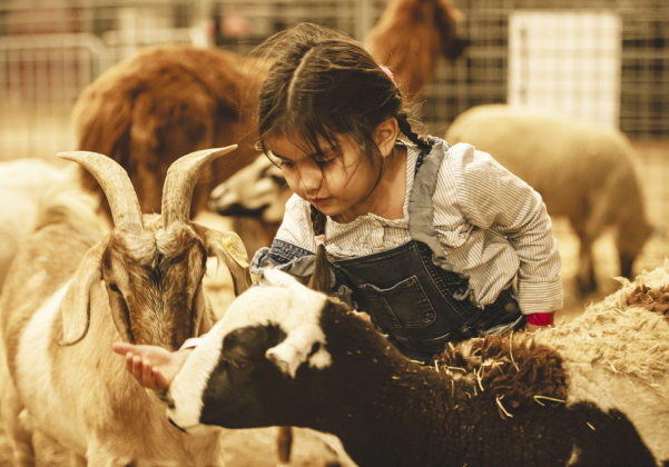 Above, Annie Ovalle, 4, has fun in the Texan Petting Zoo.