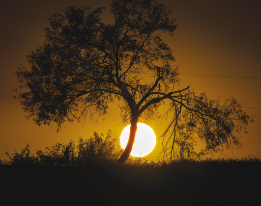 A small, but sturdy mesquite tree dominates space during sunset atop a hill at the Carol Fox Ranch October 20.