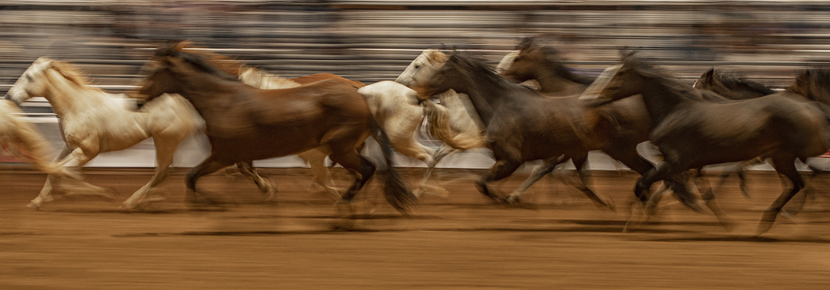 Mustangs dash through the arena in Taylor at the conclusion of Williamson County Fair and Rodeo action this weekend.