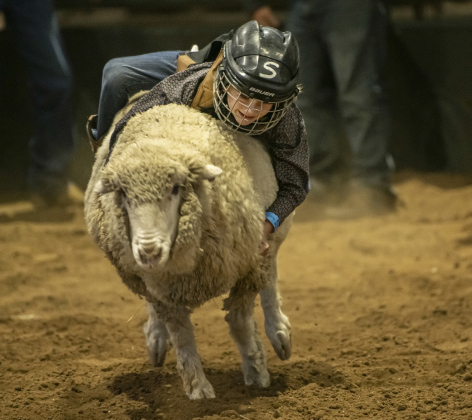 Katherine Sartell, 6, rides during Mutton’ Bustin.’