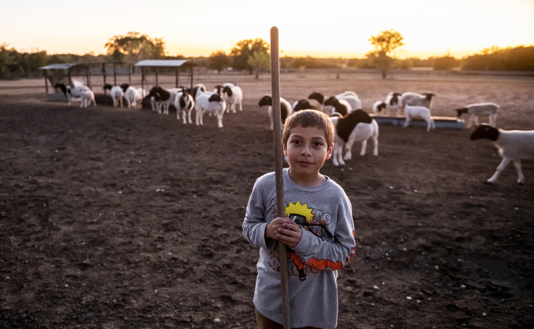 Rosalio Rodriguez’s grandson, 8-year-old Rosangel Rodriguez, Jr., stands near the barn with some of his grandpa’s 45 sheep. PHOTOS BY ANDY SHARP