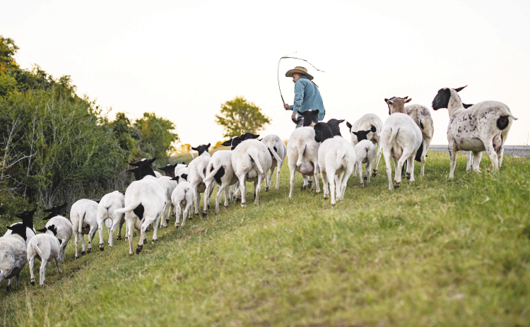 Rosalio Rodriguez and some of his 45 sheep as they make their way along the sparely-traveled County Road 345 south of Granger Tuesday evening.