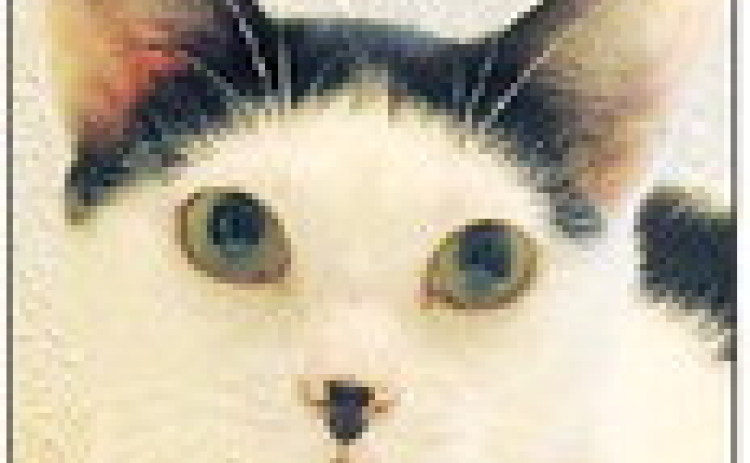 Georgetown Animal