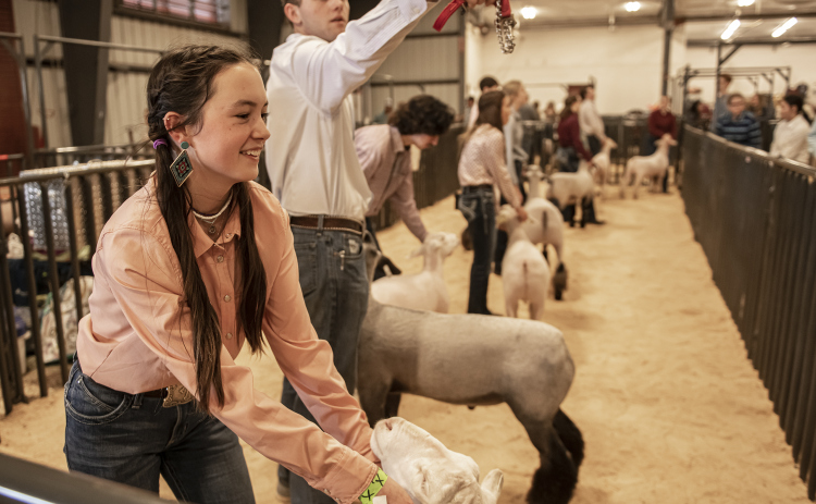 Lucy Hollon, 16, a member of the Georgetown FFA program, left, and Payton Montandon, 16, with the Florence FFA program, prepare to show their sheep.