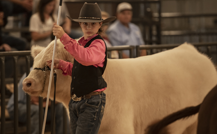 TJ Kirchner, a member of the Thrall FFA, who will be 16 on Monday, shows his steer, Hollywood.