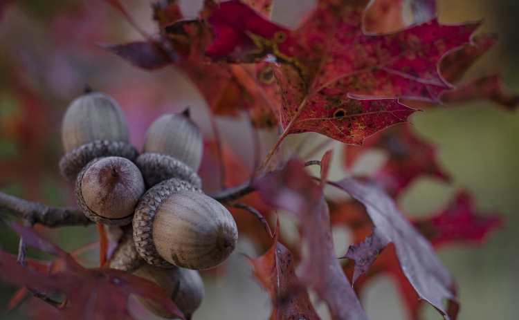 Fall colors on a tree. (Sun Archive)