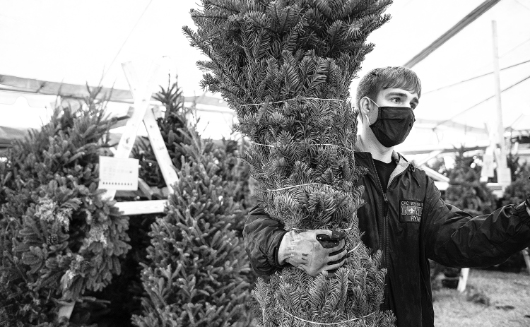 Boy Scout Troop 155  member  Ryan Raglin, 17, helps place a 10-foot-tall Christmas tree inside the troop's tent  on Friday, November 27, 2020, the first day of Christmas tree sales for the troop.  (Sun Archive)