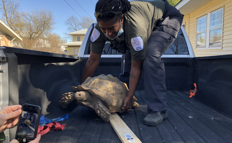 Animal Control Officer Angela Jones picked up the tortoise after getting the call.