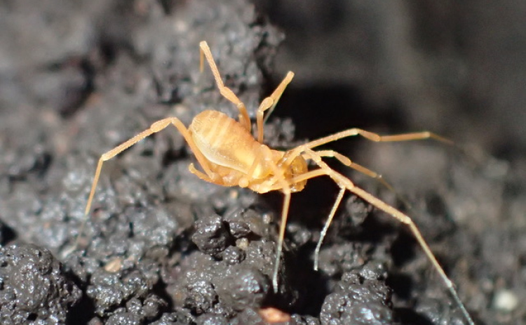 The Bone Cave harvestman, found in Williamson County, is an endangered species.