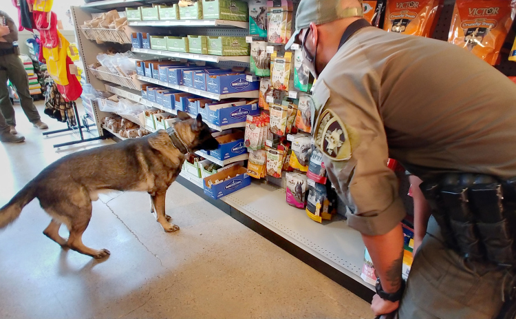 K9 Enzo searches for hidden objects in Wag Heaven for Deputy Johnson November 6, 2020, during a training exercise.