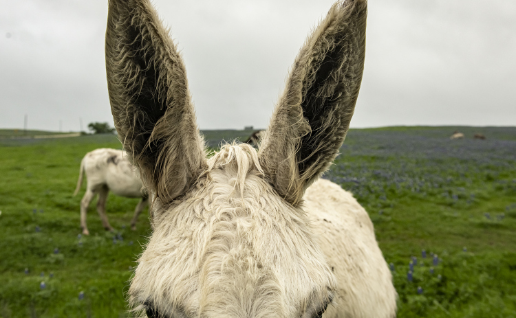 Donkeys make themselves at home at the Structure Ranch in a field of bluebonnets along County Road 472 near Farm to Market Road 619 on Tuesday, March 21, 2023.