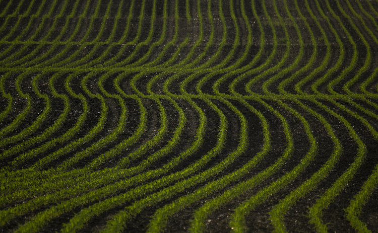 Row after row of Spring corn crops fan out across a field along County Road 301 near F.M. 972 on Monday evening, March 27, 2023.