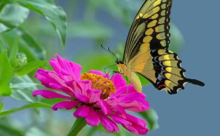 Sherry McRae won Best in Show for “Sweet Nectar Time” in the DeWitt County Shutterbugs Photography Contest.