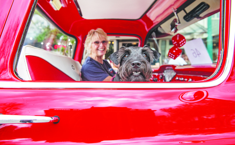 anie Lien, who was showing her 1957 Chevrolet pickup truck in the car show, was joined by Chevy, her Miniature Schnauzer,  at the Red Poppy Festival on Saturday, April 23, 2022.    Photo by Andy Sharp