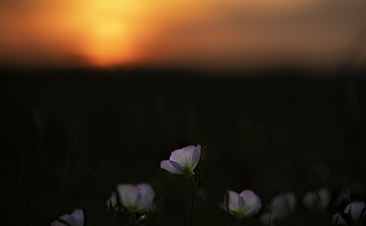 Evening Primrose wildflowers adorn a field along Bill Pickett Trail at sunset on Saturday, April 1, 2023.