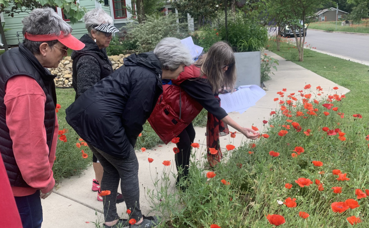 Georgetown historian Helen Cordes and attendees of her free poppy-themed history walk inspect a patch of poppies Monday, April 24.