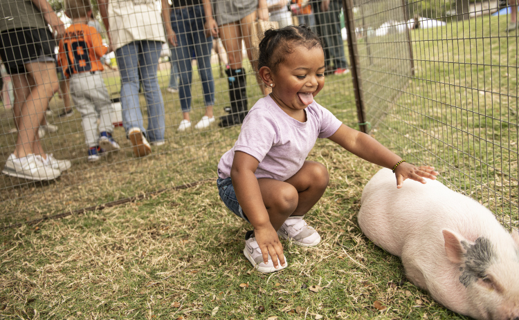 2-year-old Stormi Fields pets a pig named Triangle at the Fry's Fun Farm petting zoo during Blackland Prairie Days.