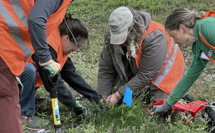 From left, Amy Sokol, Sherry Koorie, Ashley Landry and Adalis Cardenas dig up native plants.