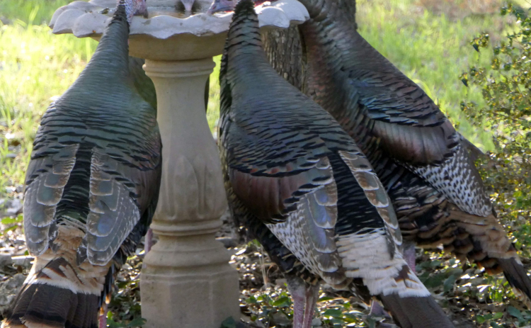 Wild turkeys in Sun City gather for a drink out of a bird bath. Photo by Barbara Luna