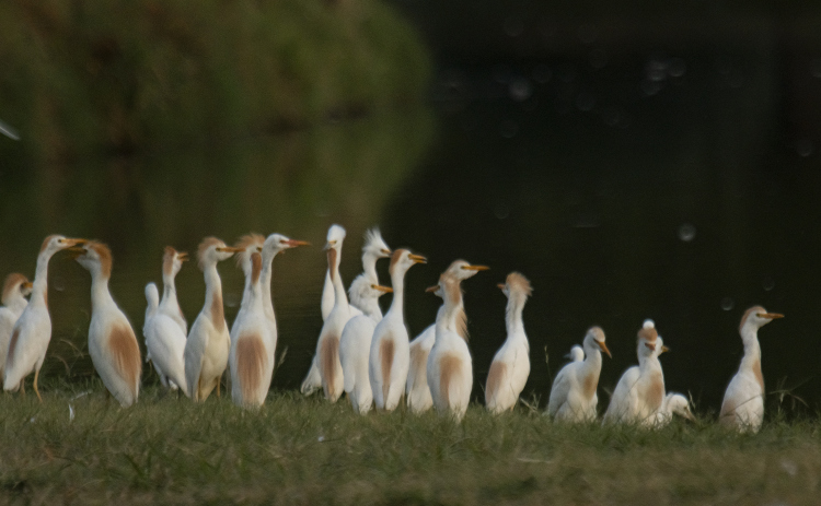 Egrets gather at Murphy Park's rookery on Friday evening,  June 30, 2023.