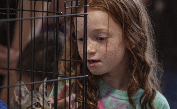 Sophia Neff of Georgetown was enthralled as she looked at kittens  during the Georgetown Animal Shelter's kitten adoption held in the lobby of the Georgetown Public Library on Thursday, August 8, 2019.