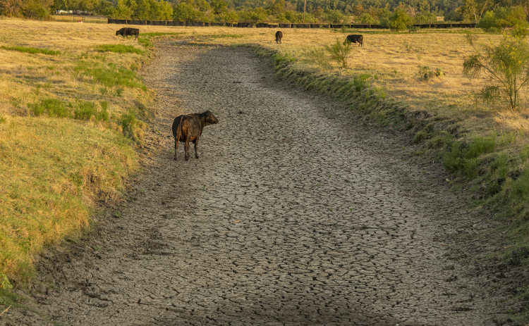 A mostly-dry creek bed, a water source for cattle, is seen along Farm to Market Road 971 just east of Granger on Monday evening, August 14.  The area today experienced its 38th consecutive day of temperatures over 100 degrees, with no measurable rain during that period, taking a toll on livestock, crops and plants. Photo by Andy Sharp