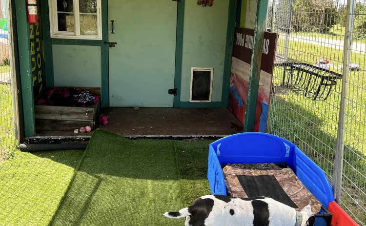 A cottage at Harley’s Animal Sanctuary, complete with astroturf. Photo courtesy Harley’s Angels Sanctuary