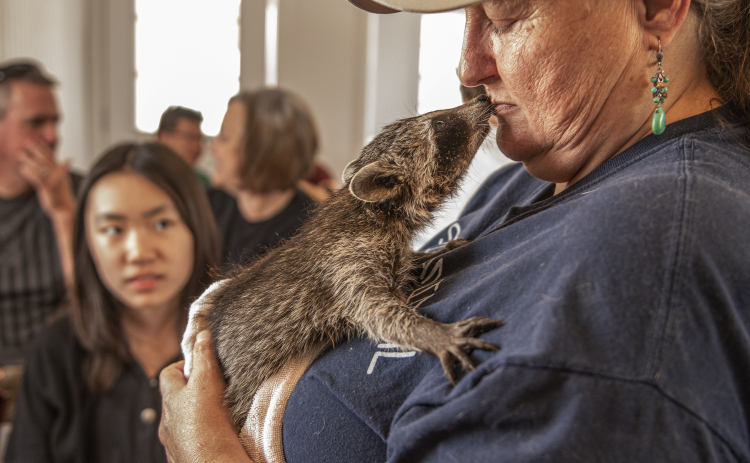 Karen Orth cuddles with a 5-week-old raccoon at All Things Wild Rehabilitation on Saturday, July 29, 2023.  Orth conducted a class about caring for raccoons until they're able to be released into the wild.
