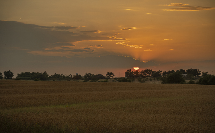 The sun begins to go down over a cornfield along County Road 101, near Hutto, on Tuesday, August 1, 2023.